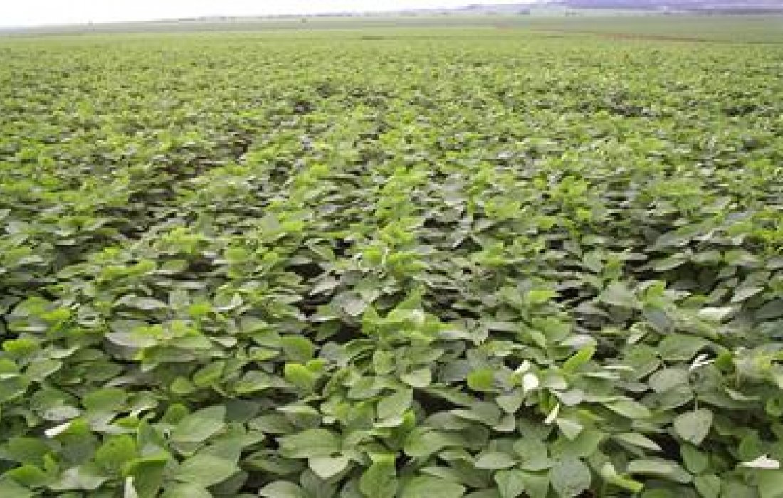 As exig&ecirc;ncias h&iacute;dricas da soja