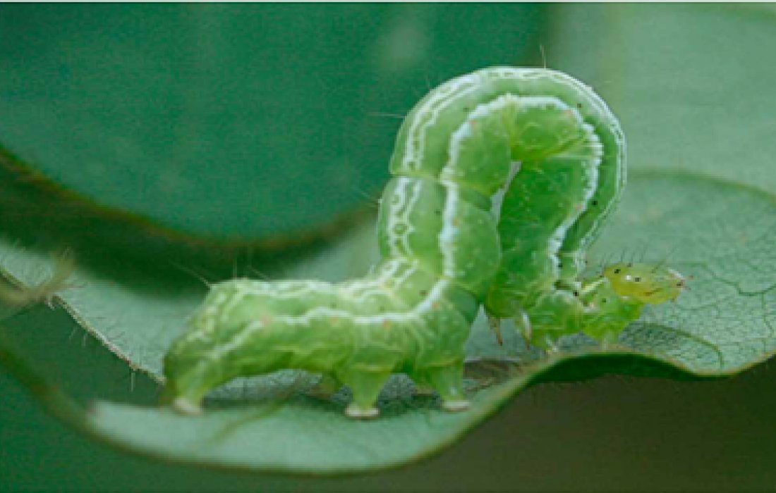 Aten&ccedil;&atilde;o ao aparecimento da lagarta falsa-medideira