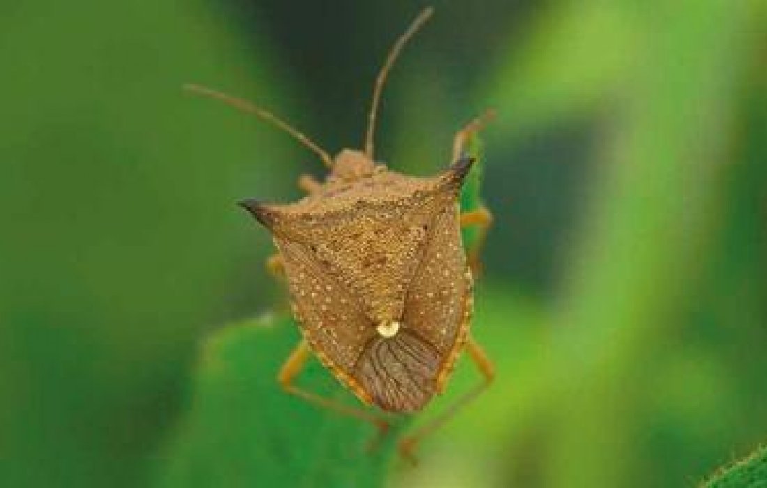 Manejo inicial de pragas no milho safrinha
