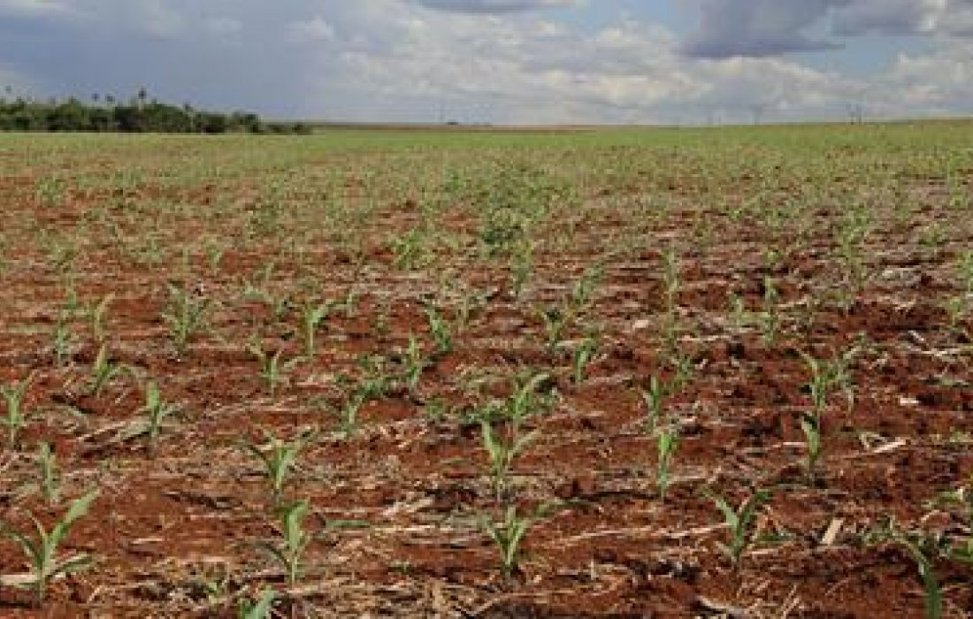 Milho safrinha: aten&ccedil;&atilde;o para o controle de ervas daninhas