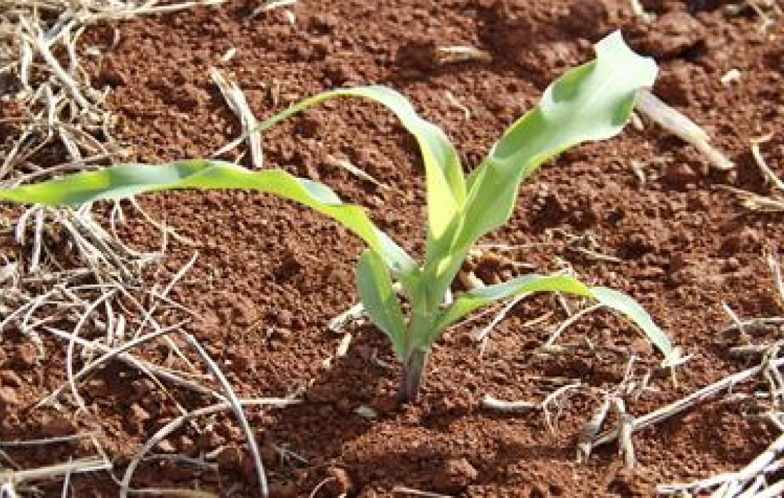 Milho safrinha: ataque de percevejos e tratos culturais 