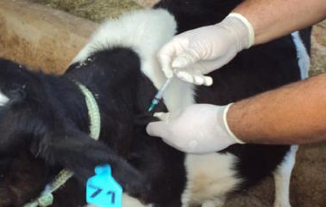 Brucelose e tuberculose: exames s&atilde;o obrigat&oacute;rios