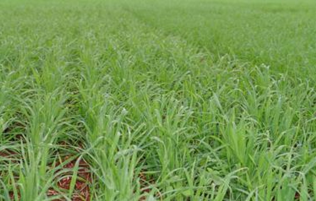 A import&acirc;ncia das culturas de inverno