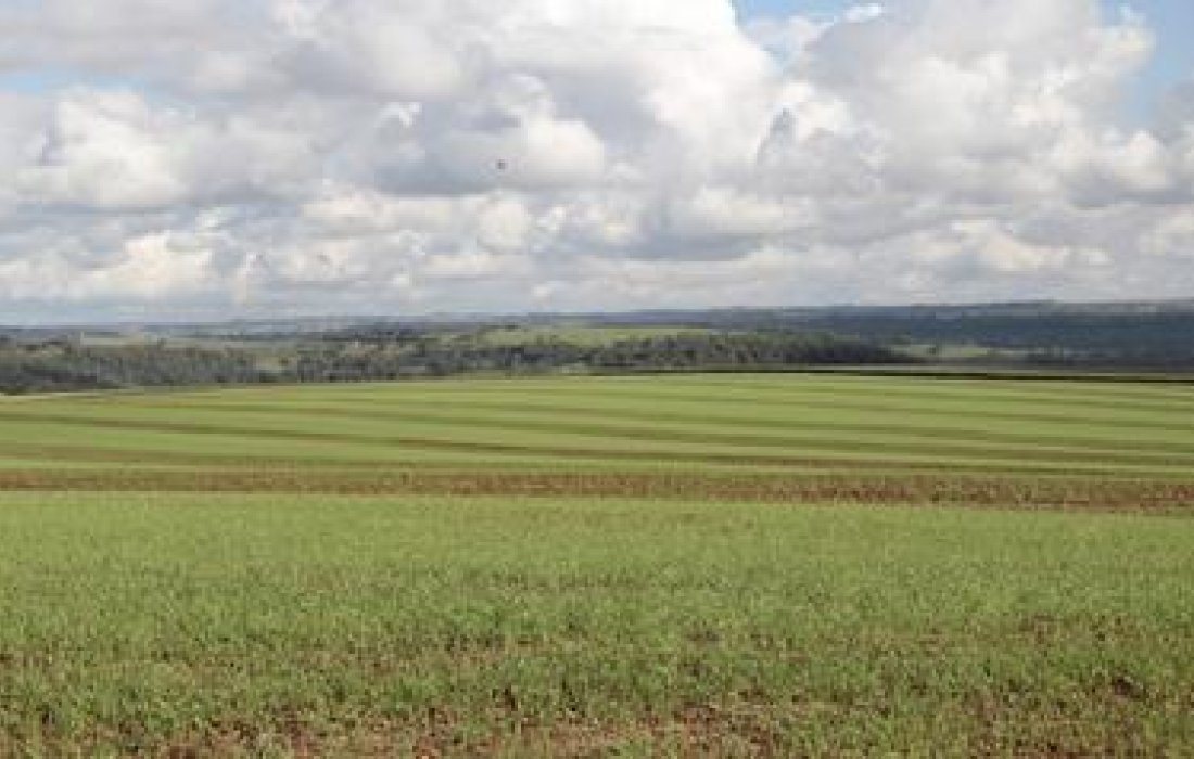 Lavoura de trigo requer controle precoce de plantas daninhas 