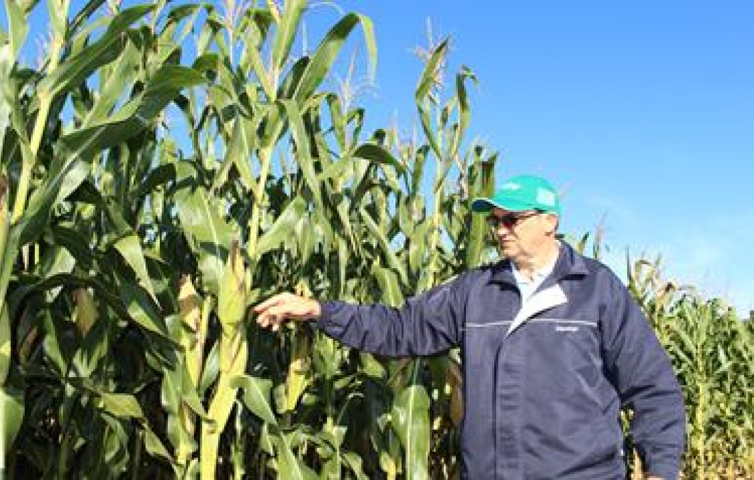 Mais de 50 h&iacute;bridos de milho ser&atilde;o apresentados no Dia de Campo Milho Safrinha