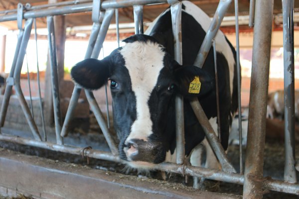Protocolo aumenta efici&ecirc;ncia de controle de carrapatos em gado leiteiro