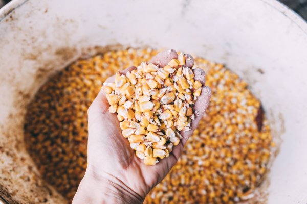 Quantidade adequada de sementes pode aumentar produtividade no campo