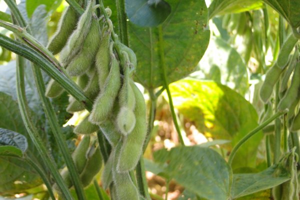 Vazio Sanit&aacute;rio da soja come&ccedil;a na segunda-feira