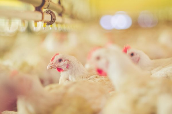 Semin&aacute;rio Anual de Produtores de Aves da Copagril ser&aacute; dia 24