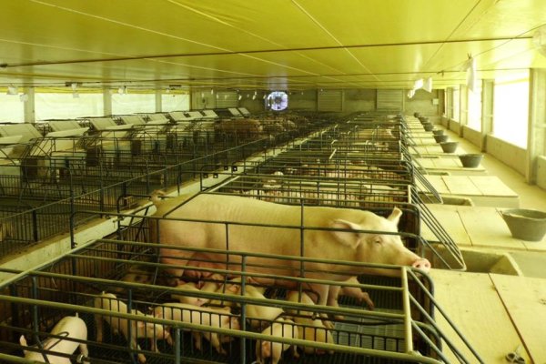 Semin&aacute;rio de Produtores de Su&iacute;nos vai premiar associados