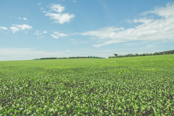 Produtores rurais j&aacute; podem contratar cr&eacute;dito do pr&eacute;-custeio