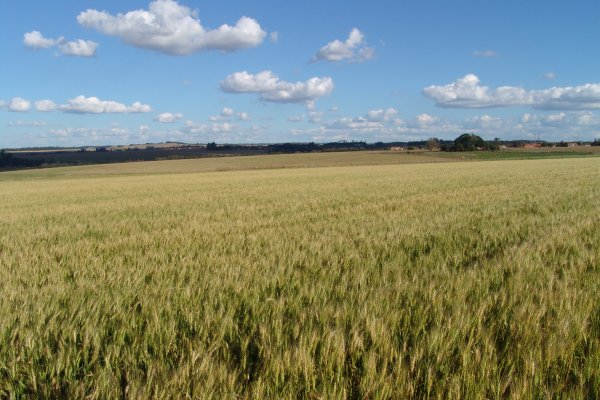 Inicia hoje o zoneamento agr&iacute;cola da cultura do trigo na &aacute;rea de a&ccedil;&atilde;o da Copagril no Paran&aacute;