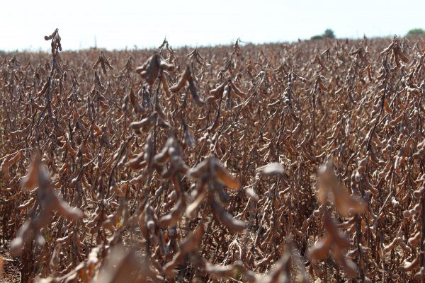 Plano Agr&iacute;cola e Pecu&aacute;rio 2016/2017 destinar&aacute; R$ 202,88 bilh&otilde;es de cr&eacute;dito aos produtores