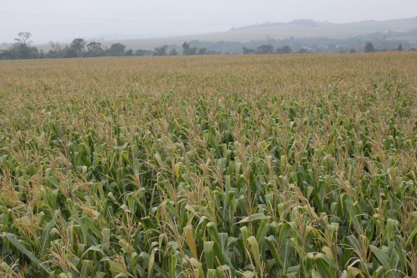 Ades&atilde;o ao CAR &eacute; necess&aacute;ria, mas n&atilde;o restringe acesso ao cr&eacute;dito rural