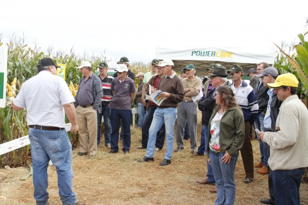 Produtores analisam h&iacute;bridos e conhecem novas tecnologias no Dia de Campo do Milho Safrinha Copagril