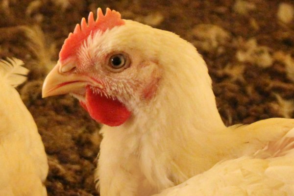 Produtores participar&atilde;o de Semin&aacute;rio de Aves da Copagril neste s&aacute;bado