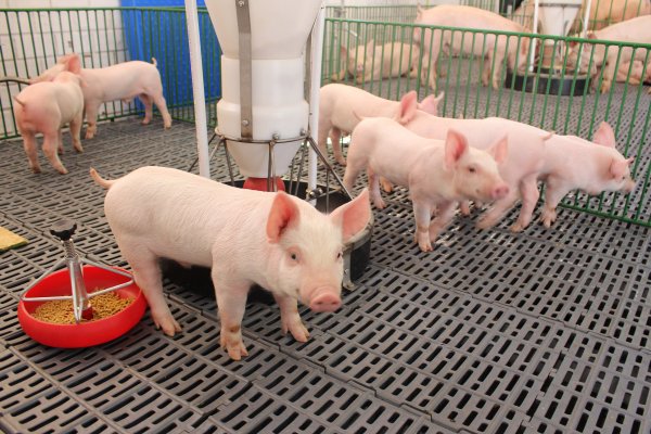 Copagril realizar&aacute; Semin&aacute;rio Anual de Produtores de Su&iacute;nos no dia 24