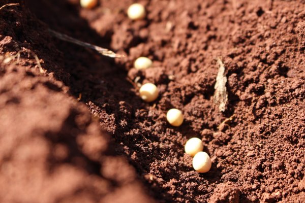 Copagril libera sementes de soja ap&oacute;s testes de germina&ccedil;&atilde;o