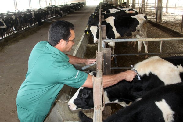 Come&ccedil;a hoje a campanha de vacina&ccedil;&atilde;o contra aftosa