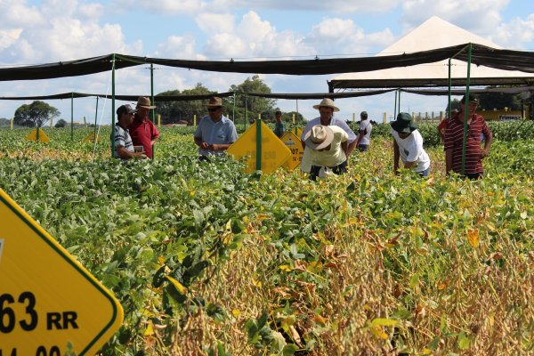 Diferentes espa&ccedil;amentos e &eacute;pocas de semeadura de soja s&atilde;o apresentados durante o Dia de Campo