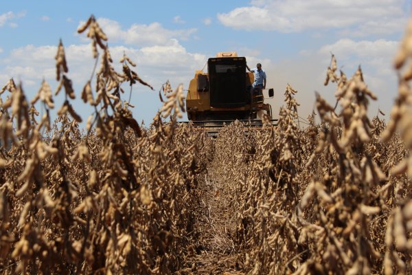 Primeiras lavouras de soja colhidas apresentam bom potencial de produtividade