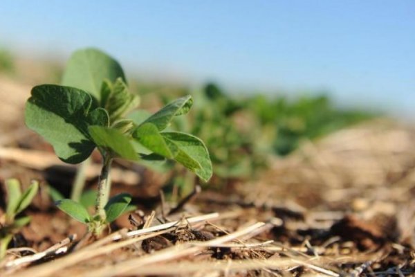 Copagril e Adapar alertam agricultores sobre o per&iacute;odo de vazio sanit&aacute;rio da soja	