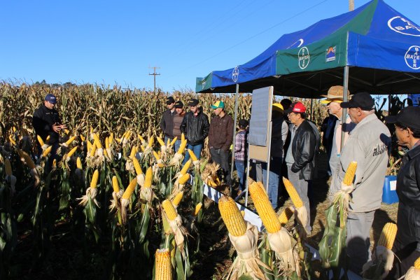 Copagril realiza Dia de Campo Milho Safrinha em Bela Vista com recorde de p&uacute;blico
