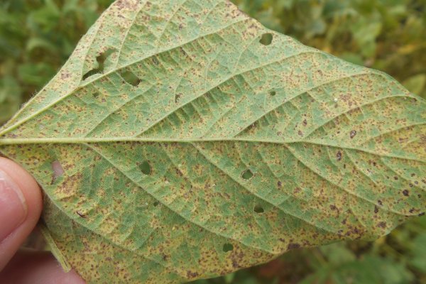 Focos de ferrugem asi&aacute;tica s&atilde;o identificados em lavouras de soja do Paran&aacute;