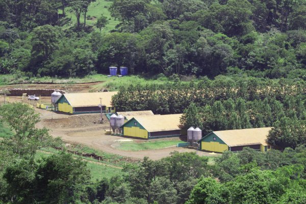 Copagril tem 100% das granjas de aves credenciadas pelo &oacute;rg&atilde;o fiscalizador