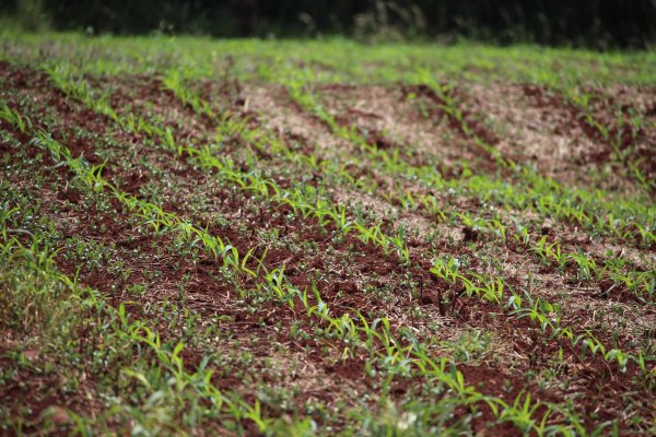 Controle de plantas tigueras de soja favorece vazio sanit&aacute;rio