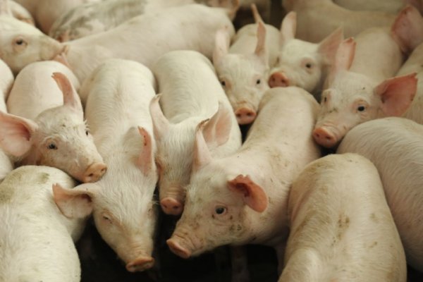 ADAPAR lan&ccedil;a normas de biosseguridade para granjas de su&iacute;nos