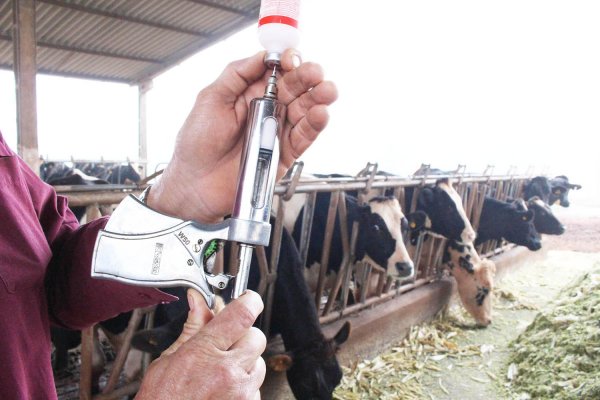 Campanha de vacina&ccedil;&atilde;o de bovinos contra aftosa segue at&eacute; dia 30 de novembro