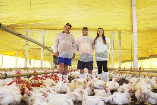 Convers&atilde;o alimentar na avicultura: menores &iacute;ndices, melhores resultados