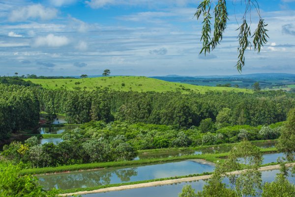 IAP e &oacute;rg&atilde;os ambientais passam a fazer parte do novo instituto do Paran&aacute;