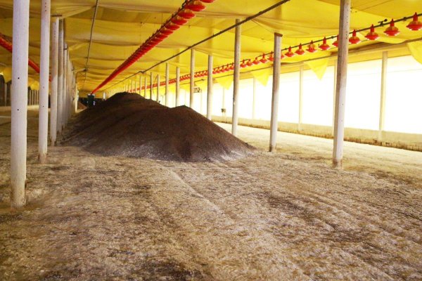 Avicultura: Tempo de melhorias