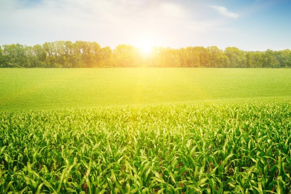 Produtor rural deve estar atento para declara&ccedil;&atilde;o do Imposto de Renda