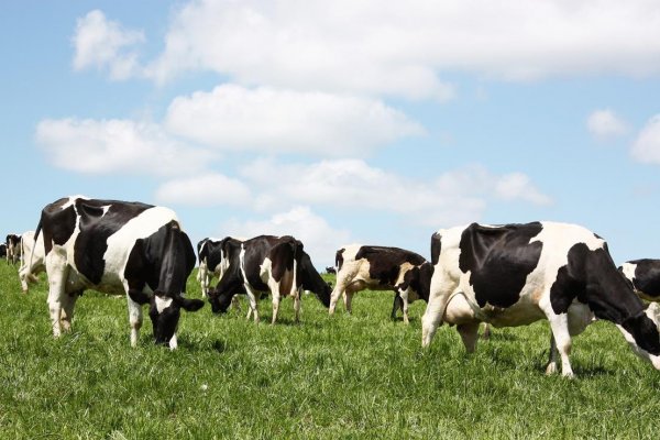 Rela&ccedil;&atilde;o entre melhoramento gen&eacute;tico e produ&ccedil;&atilde;o na atividade leiteira