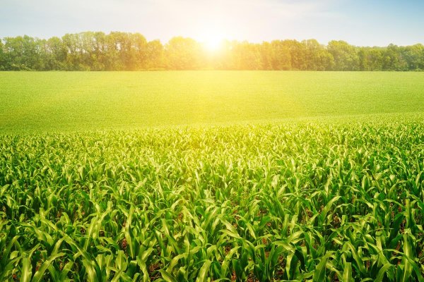 Comit&ecirc; vai monitorar impactos do coronav&iacute;rus na agropecu&aacute;ria