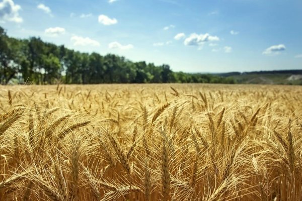 Trigo demanda aten&ccedil;&atilde;o especial do produtor