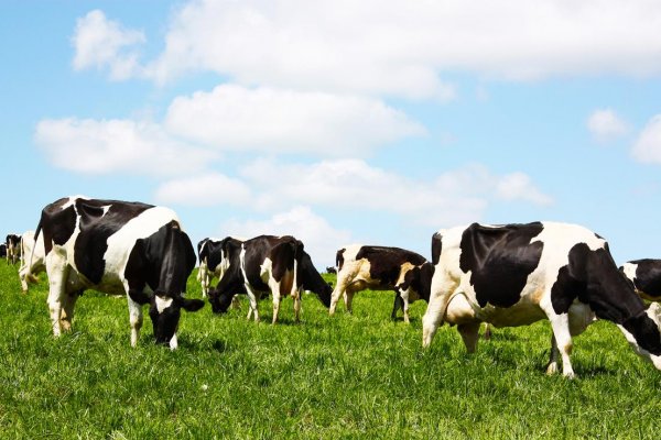 Paran&aacute; inicia campanha de atualiza&ccedil;&atilde;o de rebanhos com per&iacute;odo estendido