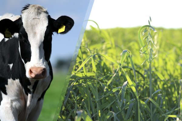 Aveia &eacute; alternativa para alimenta&ccedil;&atilde;o das vacas durante o inverno