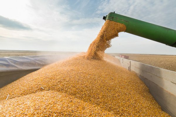 Produ&ccedil;&atilde;o brasileira de gr&atilde;os deve chegar a 251,4 milh&otilde;es de toneladas na safra 2019/2020