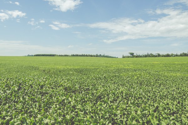 Copagril realiza projetos para cooperados sobre Custeio Agr&iacute;cola Safra Ver&atilde;o 2020/2021
