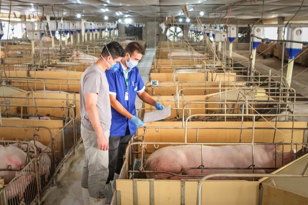 Suinocultura: detalhes que fazem diferen&ccedil;a