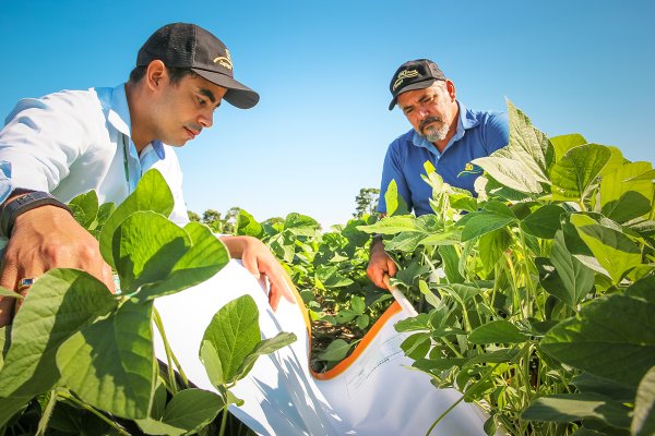 Percevejos e efeitos na produtividade da soja