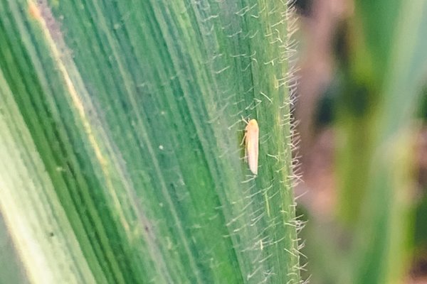 Enfezamentos no milho preocupam agricultores na &aacute;rea de atua&ccedil;&atilde;o da Copagril