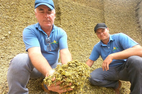 Qualidade da silagem e a rela&ccedil;&atilde;o com o desenvolvimento animal e a produ&ccedil;&atilde;o leiteira