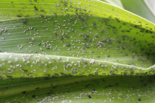 Import&acirc;ncia do controle de pulg&atilde;o do milho em per&iacute;odos de estiagem