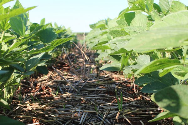 Manejo de plantas daninhas &eacute; etapa fundamental durante a safra