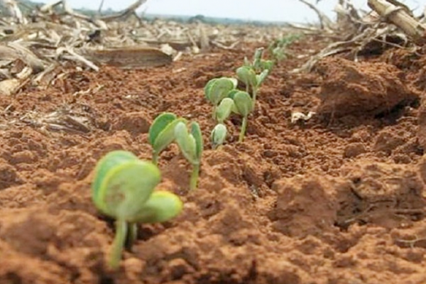 Com o fim do vazio sanit&aacute;rio inicia o zoneamento agr&iacute;cola da soja.